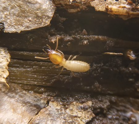 Selective focus of the small termite on decaying timber. The termite on the ground is searching for food to feed the larvae in the cavity.